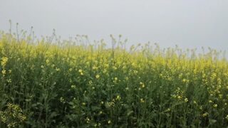 Gaon ka Mausam mein hath se hilane ka Maja