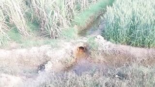 Anal fucking with a thick cucumber.